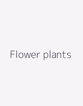 Flower plants
